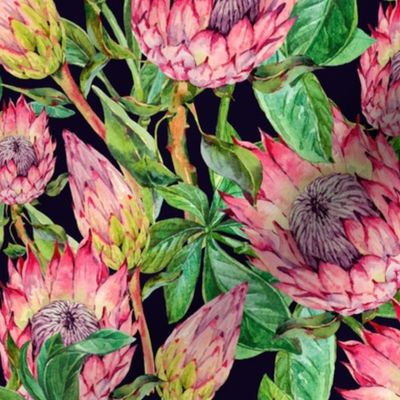 Watercolor Protea Flowers on Black