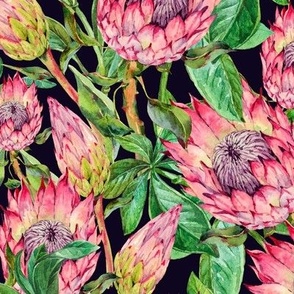 Watercolor Protea Flowers on Black