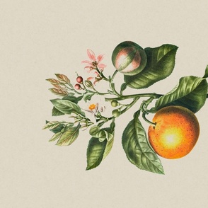 Vintage Botanical Plate Of Oranges