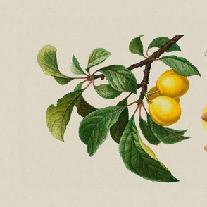 Vintage Botanical Plate Of Yellow Plums