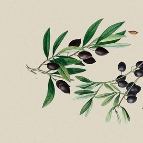 Vintage Botanical Plate Of Olives