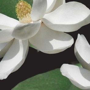 Magnolia on Black Extra Large