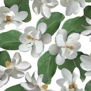 Magnolia White Medium