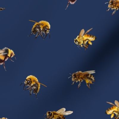 Honey Bees - Medium - Navy