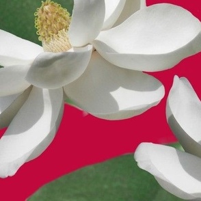 Magnolia on Red Extra Large