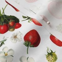 14" Antique Watercolor Strawberry Flower Meadow- Vintage Strawberries on nostalgic white Fabric