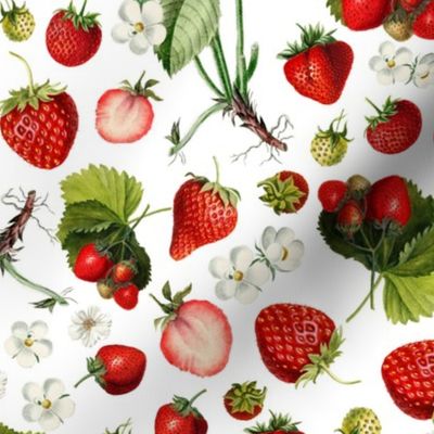 14" Antique Watercolor Strawberry Flower Meadow- Vintage Strawberries on nostalgic white Fabric