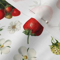 18" Antique Watercolor Strawberry Flower Meadow- Vintage Strawberries on nostalgic white Fabric