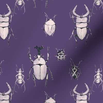 Beetle_Violet_Line (small scale)
