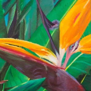 Bird of Paradise