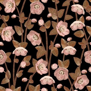 grouped winter rose hellebores botanical // genus helleborus ranunculaceae - neutral pink on black