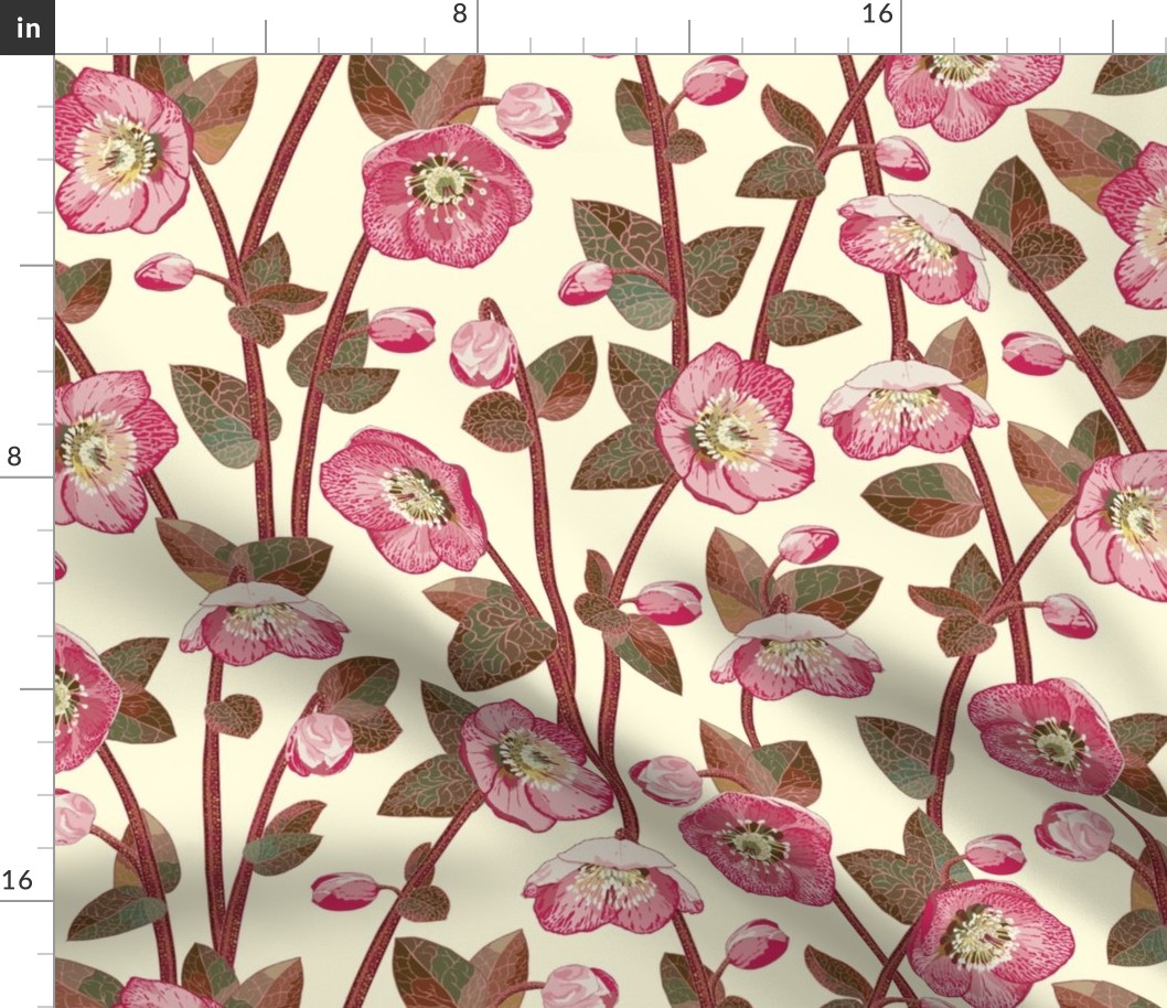 grouped winter rose hellebores botanical // genus helleborus ranunculaceae - watermelon pink on cream