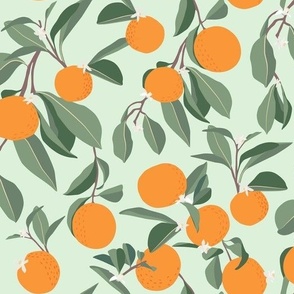 Orange Grove in Green Background 