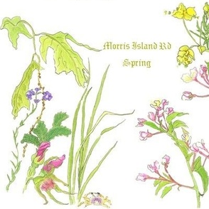 Morris Island Rd Spring