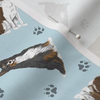 Tiny Black and Brown Border Collies - blue