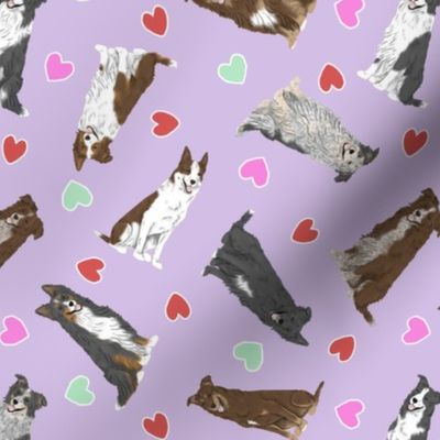 Tiny Black and Brown Border Collies - Valentine hearts