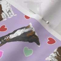 Tiny Black and Brown Border Collies - Valentine hearts