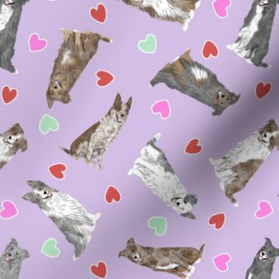 Tiny Merle Border Collies - Valentine hearts