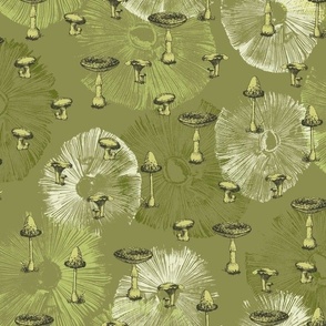 mushrooms and their spores on olive green