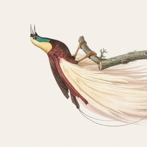 Historic Bird Of Paradise Vintage Illustration