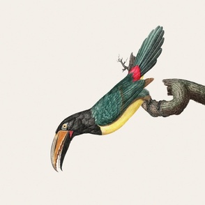 Historic Aracari Bird Vintage Illustration