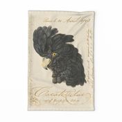 Historic Black Cockatoo Bird Vintage Illustration