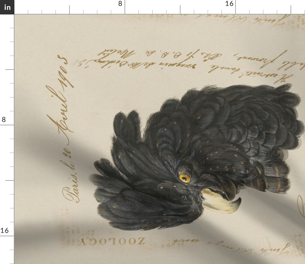 Historic Black Cockatoo Bird Vintage Illustration