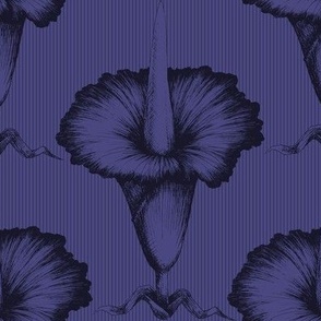 Titan Arum - Dark Violet