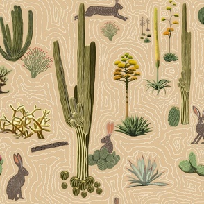 Rabbits in the Sonoran Desert