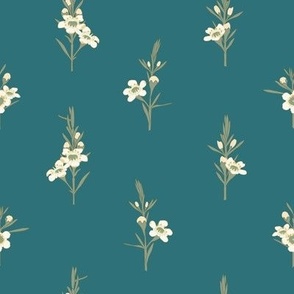 Large  Australian Native Geraldton Wax White Flowers with Whaling Waters Teal Background