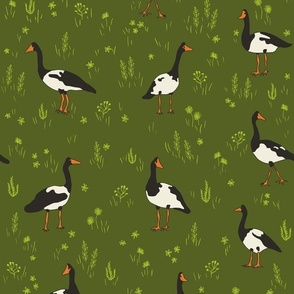 Magpie geese birds black and white on olive green grass medium