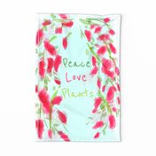 Chenille Plant - Peace, Love, Plants