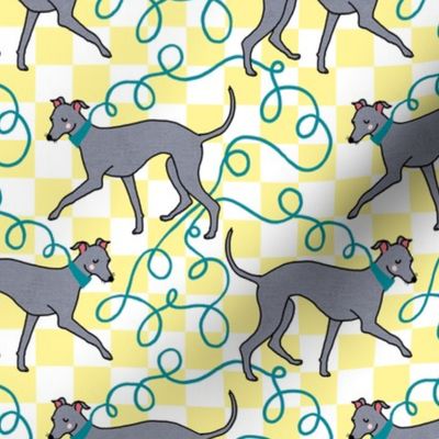 Italian Greyhound Walk, Yellow Check