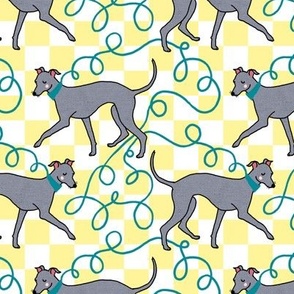 Italian Greyhound Walk, Yellow Check