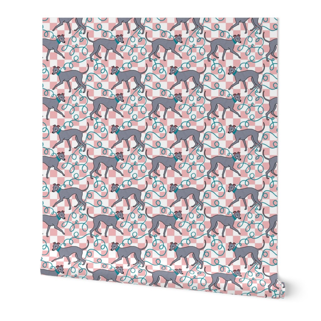 Italian Greyhound Walk, Pink Check