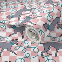 Italian Greyhound Walk, Pink Check