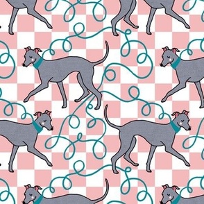 Italian Greyhound Walk, Pink Check