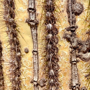 Cactus skin