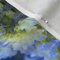 Blue Hydrangea_9154