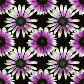 Lime & Purple Coneflower Black