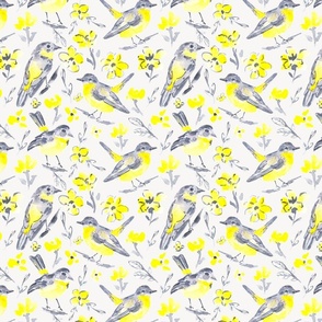 Yellow grey birds