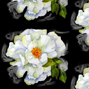 White peonies on Black Medium Version