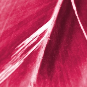 Modern Leaf Viva Magenta and White