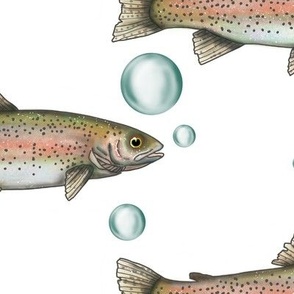 Oversize Rainbow Trout on white with bubbles