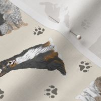 Tiny assorted Border Collies - tan