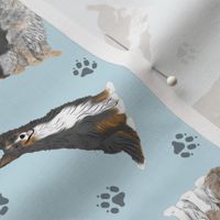 Tiny assorted Border Collies - blue