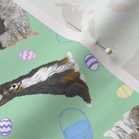 Tiny assorted Border Collies - Easter