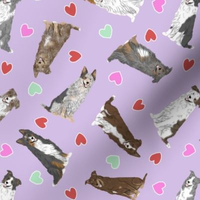Tiny assorted Border Collies - Valentine hearts
