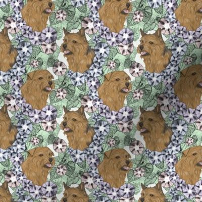 Small Floral Norfolk & Norwich Terrier portraits