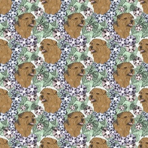 Floral Norfolk Terrier portraits